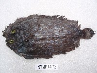 藏品(繁星鮃)的圖片